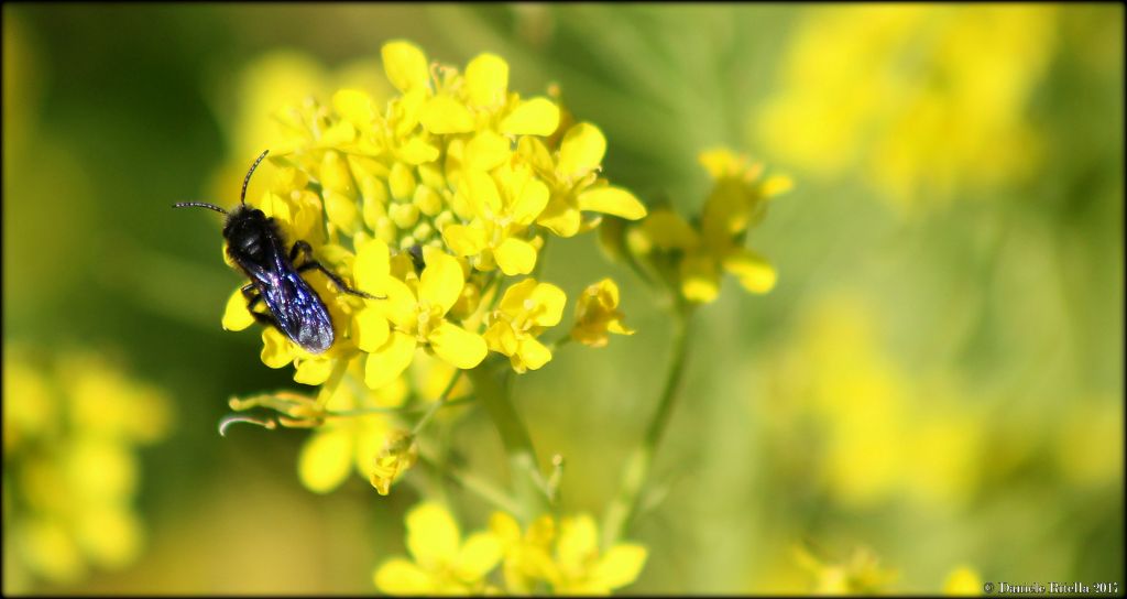 Richiesta identificazione:  Andrena sp.